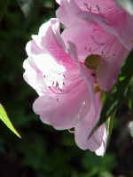 Rhododendron cultivars