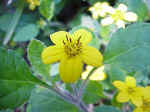 Green-and-gold (Chrysogonum virginianum, Sunflower Family)