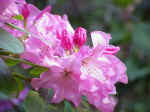 Rhododendron cultivars