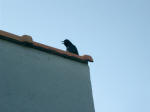 blackbird (Icteridae) sings on rooftop over Trina's balcony