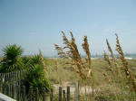 yucca and sea oats mid-day