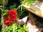 Thu Oanh admires a hibiscus blossom.