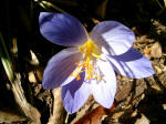 Meadow saffron (Colchicum speciosum).
