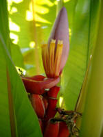 Minature pink-skinned bananas, and new crop in blossom.