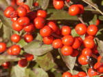 Close-up of bright red berries on shrub.