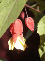 A tiny blossom and buds of flowering maple (Abutilon megapotamicum), tucked away in dense foliage.