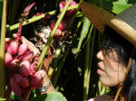 Thu Oanh appreciates a ripe pink minature banana cluster.