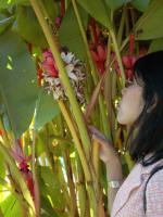 Thu Oanh looks at the minature bananas.