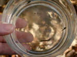 Joe holds the petri dish with two baby salamanders, an aquatic beetle larva, and a small, practically invisible, clam.
