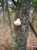 a fungus growing on a living tree trunk