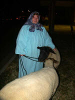 Shepherdess takes care of two friendly wooly sheep.