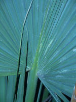 A Dwarf Palmetto (Sabal minor) frond on the winter solstice (flash photography close-up).