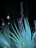 Fruit stalks of Dwarf Palmetto (Sabal minor), and trees glistening with stars so close you can almost touch them.