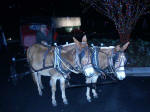 Joe and Ruth enjoyed a minature mule team cart ride.