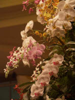 Beautiful blossoms blooming on the orchid Christmas tree.