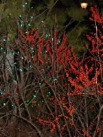 Bright red berries on shrub & glowing green lights on pine.