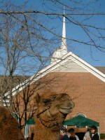 The camel in front of Matthews United Methodist Church.