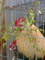 A hen and rooster in front of the butcher stand.