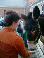 Rose Anne feeds the donkey.