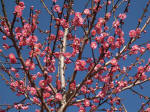 Japanese flowering apricot Prunus mume 'Kobai'.