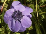 Admiral Fokker Anemone, DeCain Mix, single blue flower.