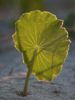 Pennywort has creeping lateral stems and quite circular basal leaves that are peltate, with irregular shallow lobes.