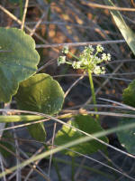 Small white pennywort flowers form in branching clusters, typical of members in its parsley family (Umbelliferae).