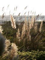 Pampas grass, sea oats, and waves breaking on the shore.