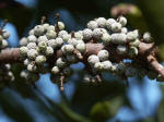 Clusters of grey-blue, waxy berries on female Southern Bayberry (Waxmyrtle), Myrica cerifera, a native plant.