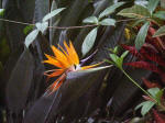 Look at this bird of paradise bloom!!!