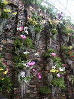 Epiphytic orchids; the Cascade Wall weighs 28 tons.