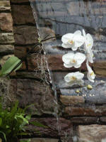 Orchid blooms beside cascading sheet of water.