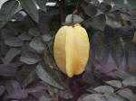 Dwarf Carambola fruit (Averrhoa carambola), Oxalidaceae family, from Sri Lanka.