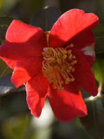 The Camellia family sports winter blossoms like this red jewel at the church entrance.