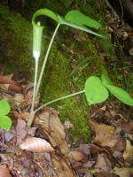 Jack-in-the-Pulpit wildflower.