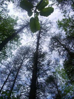 Towering big leaf magnolia branch tip in the forest.