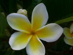 frangipani blossom