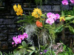 Ah, what beautiful orchids grow on the Cascade Wall!