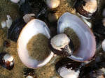 Open clam shells along the shoreline.