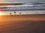 Seagulls wade with temperature below freezing.