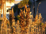Sea oats in front of A Place At The Beach.