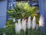 Palm tree and pampas grass below Trina's balcony.
