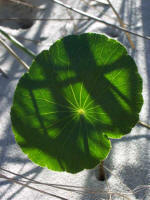 Pennywort patterned with grass shadows at sunrise.