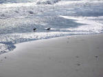 Sanderlings foraging forward as waves recede.