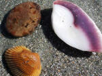 Seashells and a wave-rounded rock on the seashore.