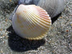 A colorful cockle leans on a clam fossil fragment.