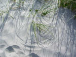 Wind and sun patterns of grass growing on the shore.