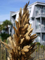 Sea oat seed stalk in front of A Place At The Beach.