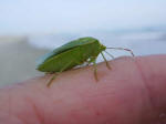 A rescue from near drowning for a little green insect.