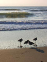 Two of four sanderlings have only one leg to stand on.